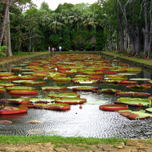 Giant Victoria amazonica water lilies at SSR Botanical Garden in Pamplemousses Mauritius